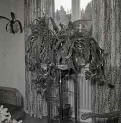Praktfull kaktus hemma hos fru Ingegerd Persson i Kvistbro    - klicka fr att frstora