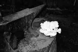 En svavelticka i smedjan på hembygdsgården Högan väckte förvåning sommaren 1999. Tickan hamnade på svamputställning i Karlskoga där den också avled. - klicka för att förstora