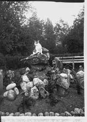 Katt p� stenmonument - klicka f�r att f�rstora