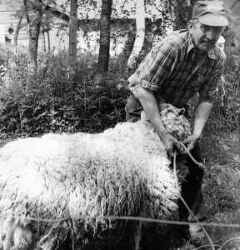 Man binder ett får under en ulldag i Lekhyttan - klicka för att förstora