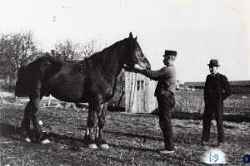 A V Beijron och bokhållare Nordeman med häst på stallbacken - klicka för att förstora