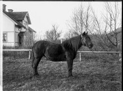 Herr August Andersson h�st - klicka f�r att f�rstora