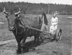Marianne Eriksson med sin pappas oxe - klicka för att förstora