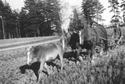 Olov Eriksson plöjer vid Klövlandet 1944 med fölet Lissy främst följd av Daisy och Figge i par. Ovanför fölet syns vägen som gick över till Kil. - klicka för att förstora
