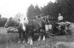 Stig Eriksson k�r sj�lvbindare vid Kl�vlandet efter Daisy och Lissy i b�rjan av 1950-talet. - klicka f�r att f�rstora