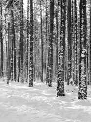 Vintermotiv från Binningeskogen - klicka för att förstora