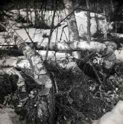 Träd fällda av bäver vid nya bäverhyddan vid Svartån vintertid - klicka för att förstora