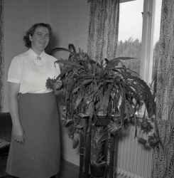 Fru Ingegerd Persson i Kvistbro med praktfull kaktus - klicka för att förstora