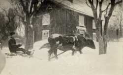 Erik Larsson i Halsbergs Norrgård röjer snö med enbetts oxe på 1920-talet. - klicka för att förstora