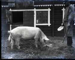 En man och en gris framför en ladugård - klicka för att förstora