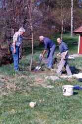 Sex kastanjer planteras på Högan sommaren 1993. Sigurd håller medan Nisse och Carl Axel håller i spadarna. - klicka för att förstora