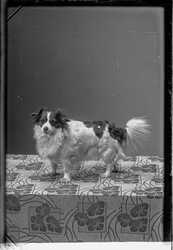Fredrik Larsson hund - klicka f�r att f�rstora