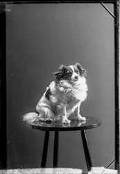 Fredrik Larsson hund - klicka f�r att f�rstora