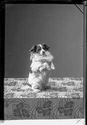 Fredrik Larsson hund - klicka f�r att f�rstora