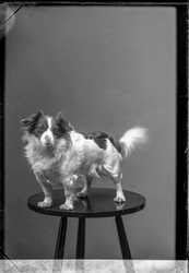 Fredrik Larsson hund - klicka f�r att f�rstora