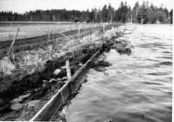 Genom plankskydd och stämplingar på åbanken har markägarna i Bälsås försökt hindra översvämningen att ytterligare breda ut sig. - klicka för att förstora