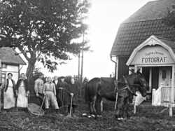 Ester L�f, potatisupptagning - klicka f�r att f�rstora